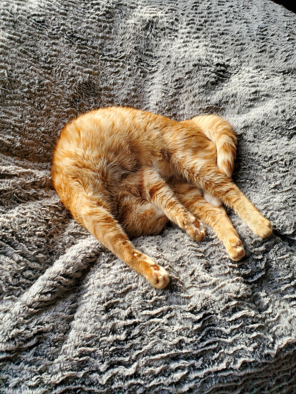 My cat Is sleeping