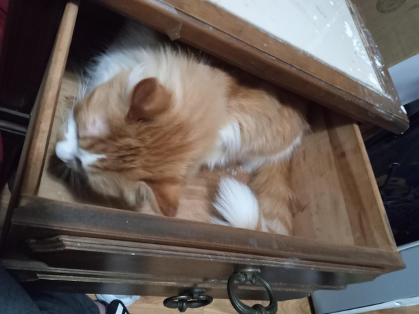 my cat is so fucking rude