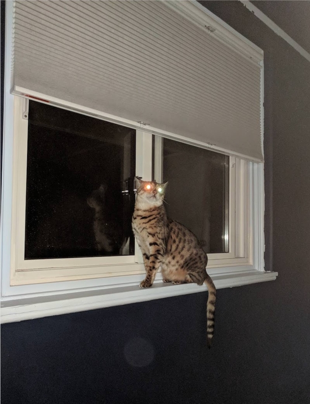 My cat is transitioning nicely between Halloween and Christmas