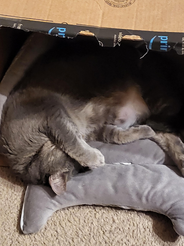 My cat is trying to hide from life