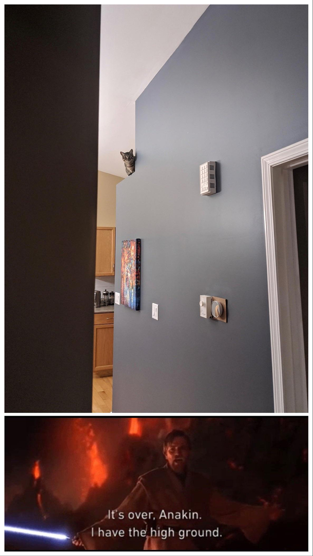 My cat is up to something