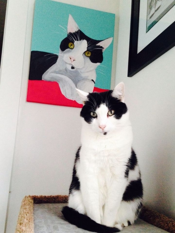 My cat is vain as fuck