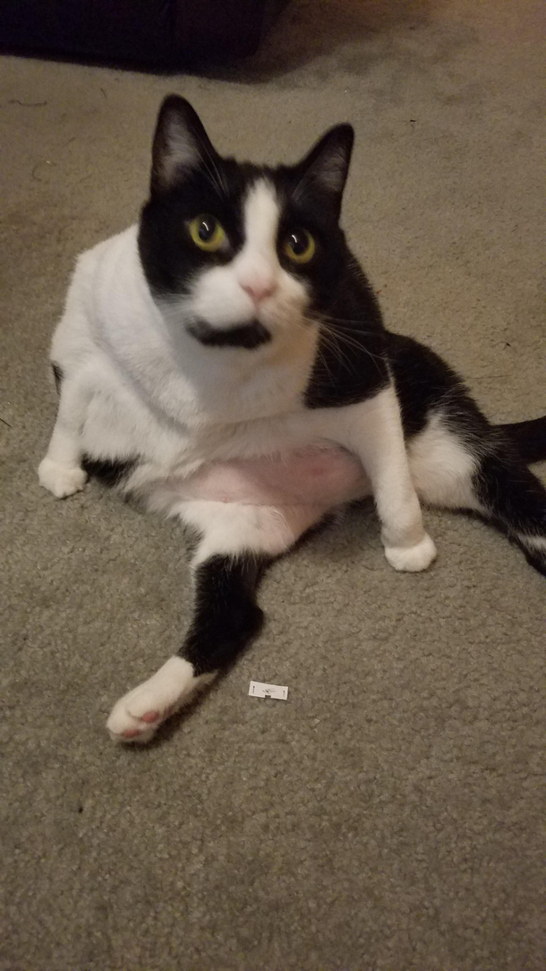 My cat isnt disabled just a bit chonky and likes to clean his belly this way