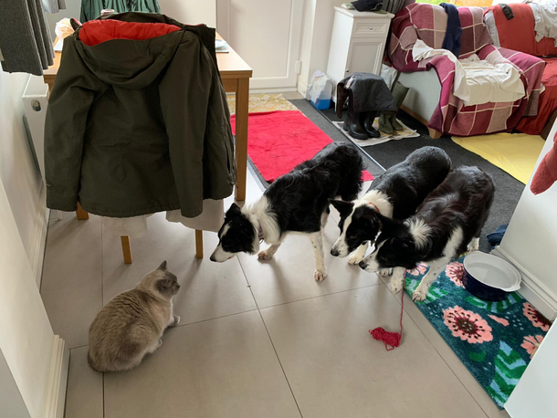My cat isnt having the best Christmas at my girlfriends familys house