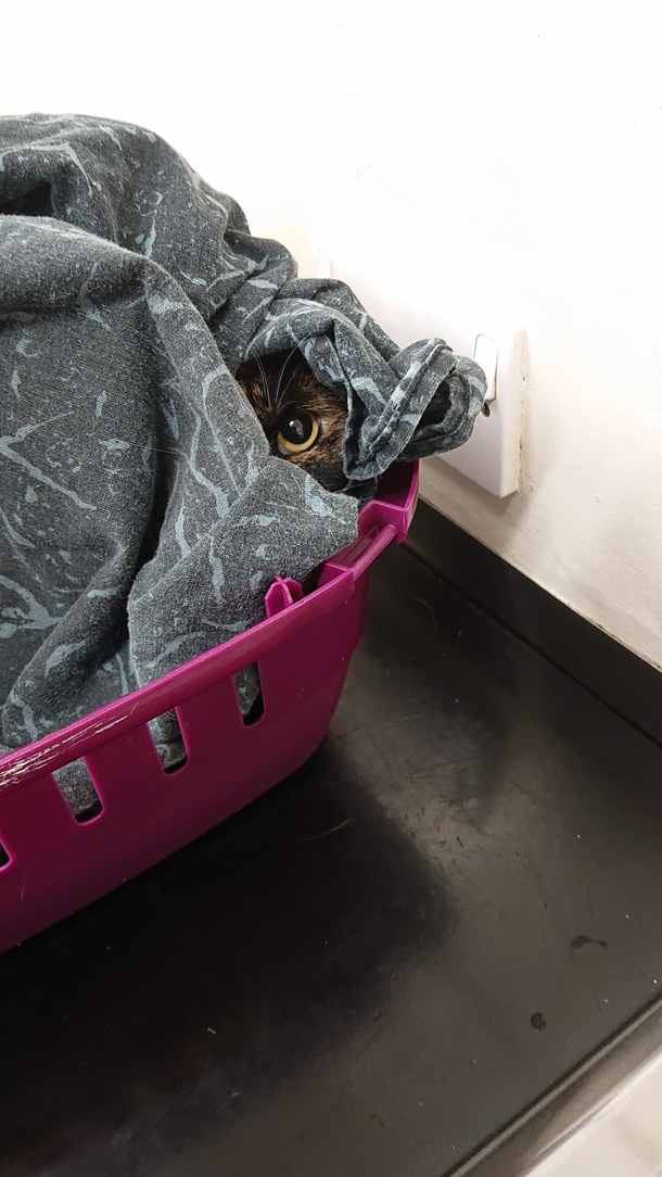 My cat isnt too keen on the Vet