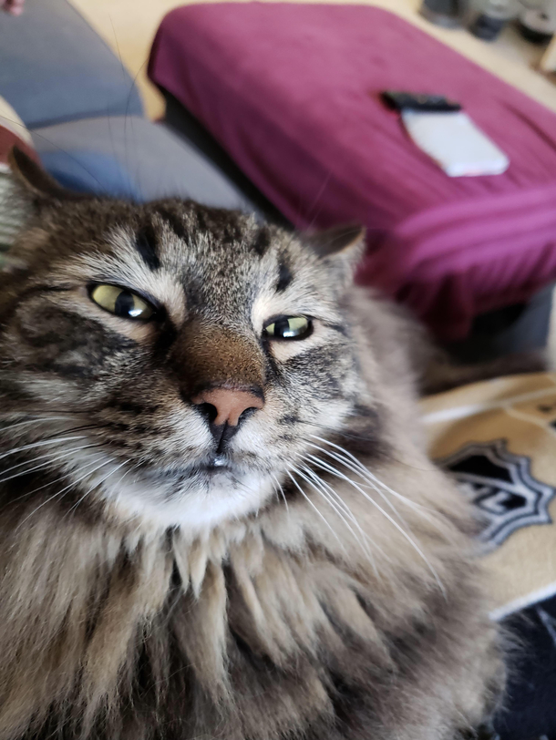 My cat judges you on your decisions