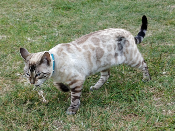 My cat just came back from one of her evening strolls with someone elses keys in her mouth