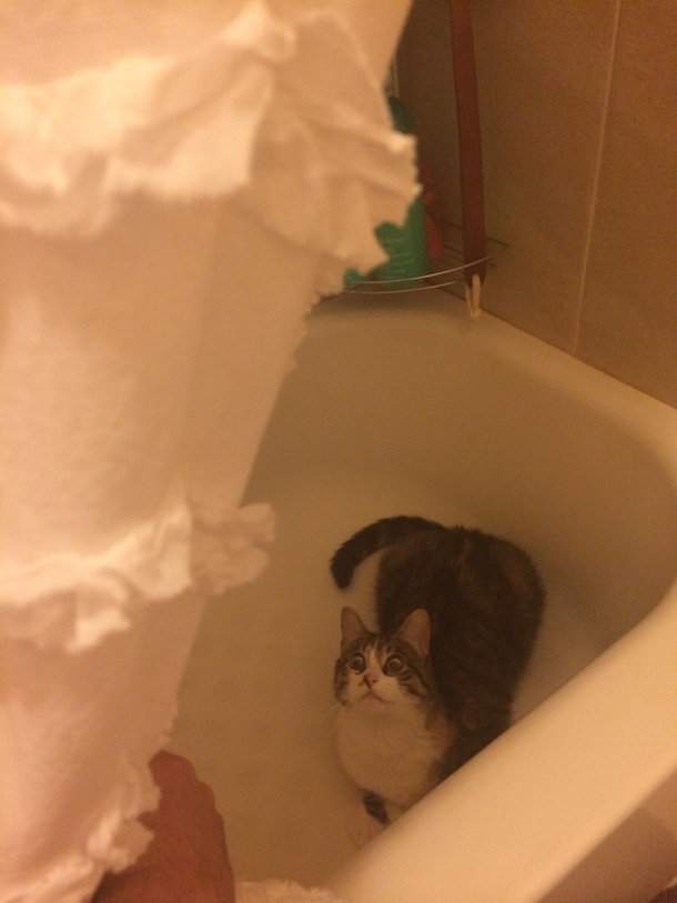 My cat just made the perfect oh fuck he caught me face