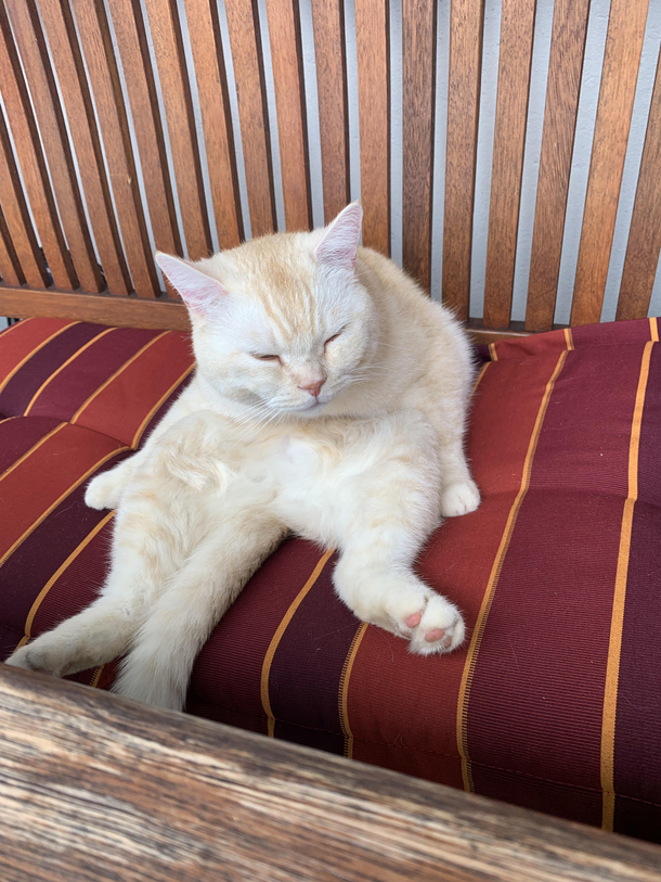 My cat just sat down like that and I think he is drunk