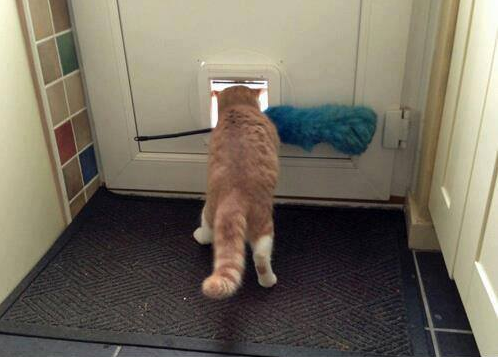 My cat keeps trying to steal the feather duster luckily he never gets far