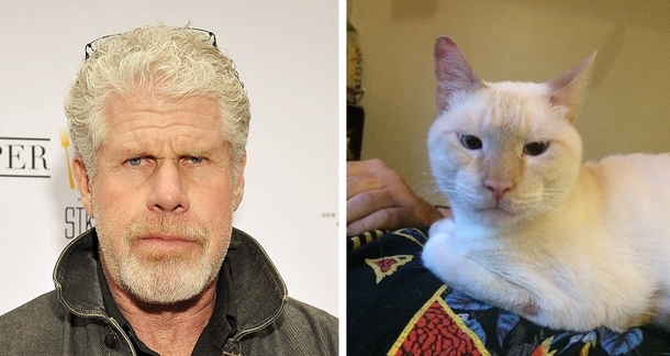 My cat kinda looks like Ron Perlman