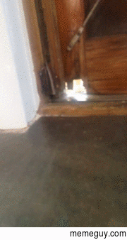 My cat lets himself in now
