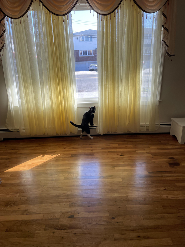 My cat lifts