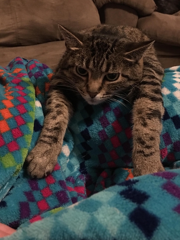 My cat likes to lay with her arms on my wifes lap It doesnt look comfortable at all