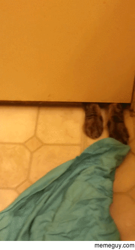 My cat likes to steal peoples clothes when they take a shower