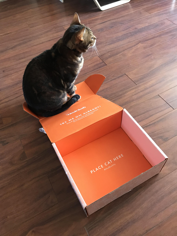 My cat likes to think outside of the box