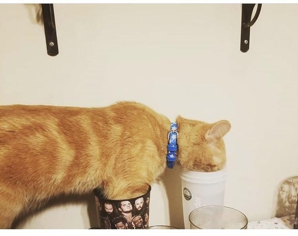 My cat literally putting his front legs into a cup while drinking out of an entirely separate cup