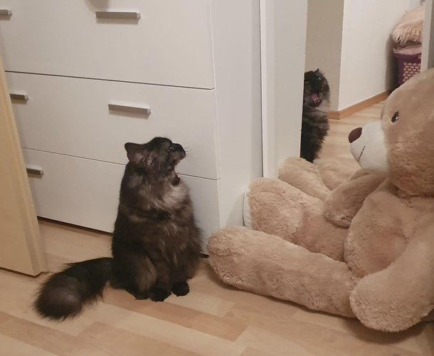 My cat looking in the mirror while yawning