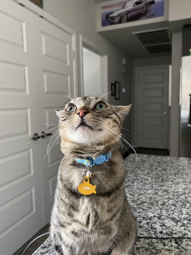 My cat looks like he could talk but only in riddles
