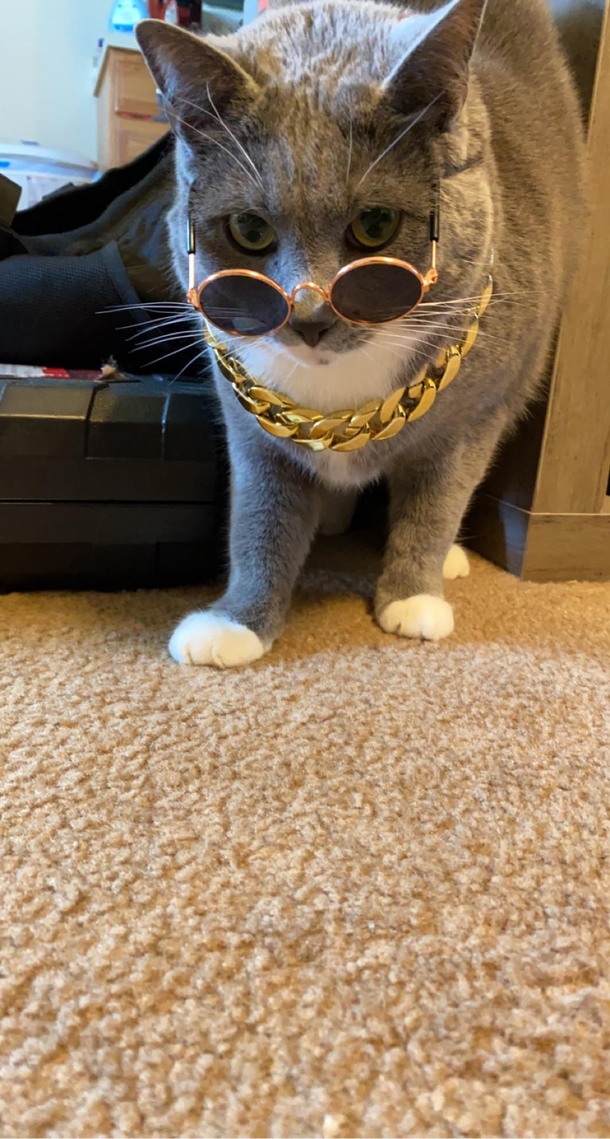 My cat looks like hes about to drop the hottest mix tape of 