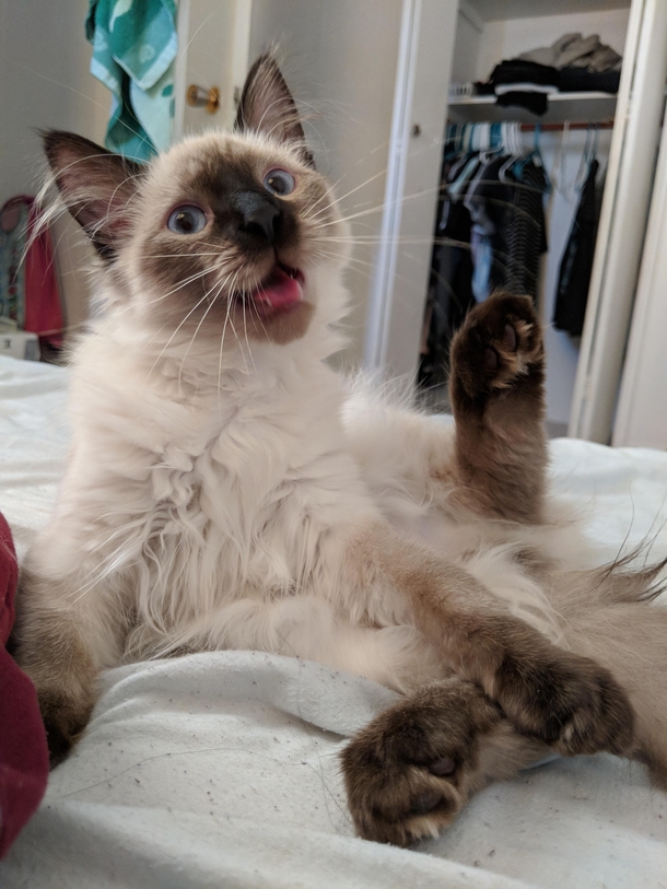My cat looks like hes waiting for you to get his bad joke