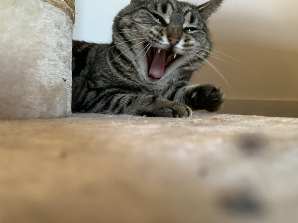 My cat looks like I just told her the funniest joke ever and is totally cracking up