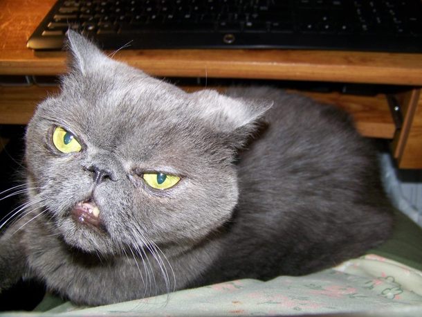 My cat looks like Samuel L Jackson what do you think