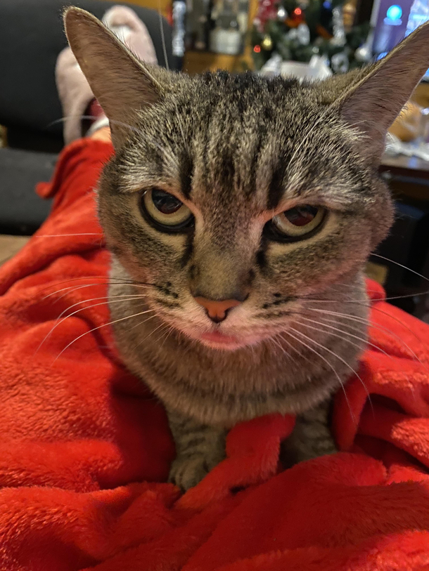 My cat looks like she was trying to make a duck face