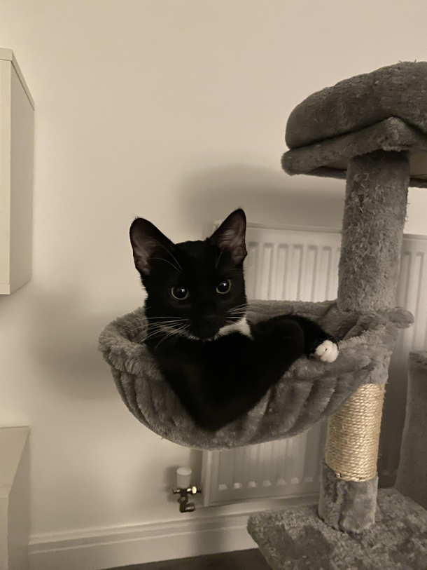 My cat looks like shes ready to chauffeur me about