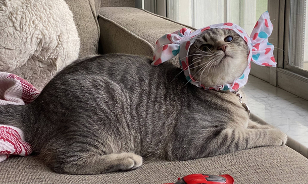 My cat loves her new hat