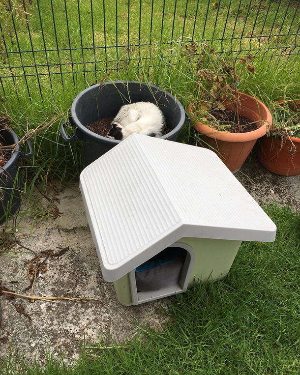 My cat loves his new comfortable and expensive house