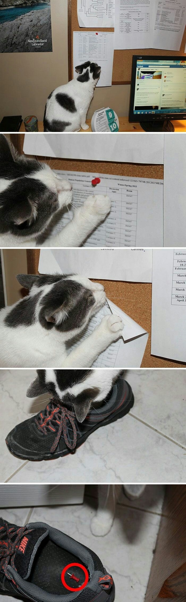 My cat loves me