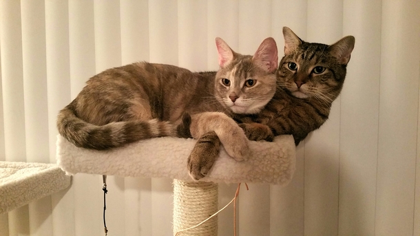 My cat loves my boyfriends cat
