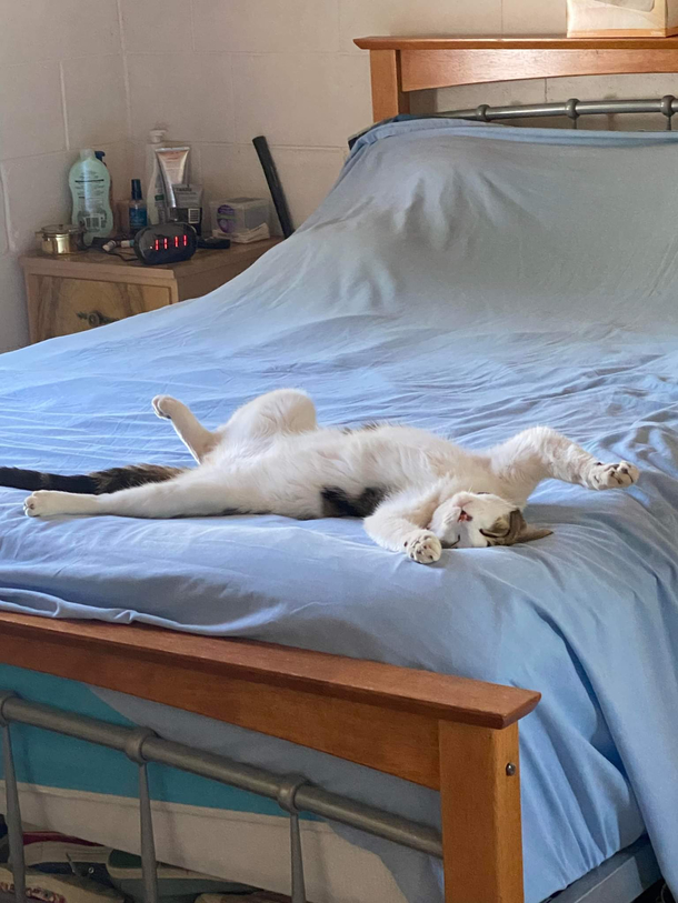 My cat loves sleeping on my parents bed