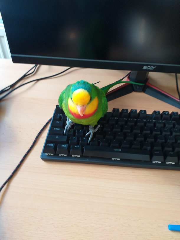 my cat loves to walk over my keyboard