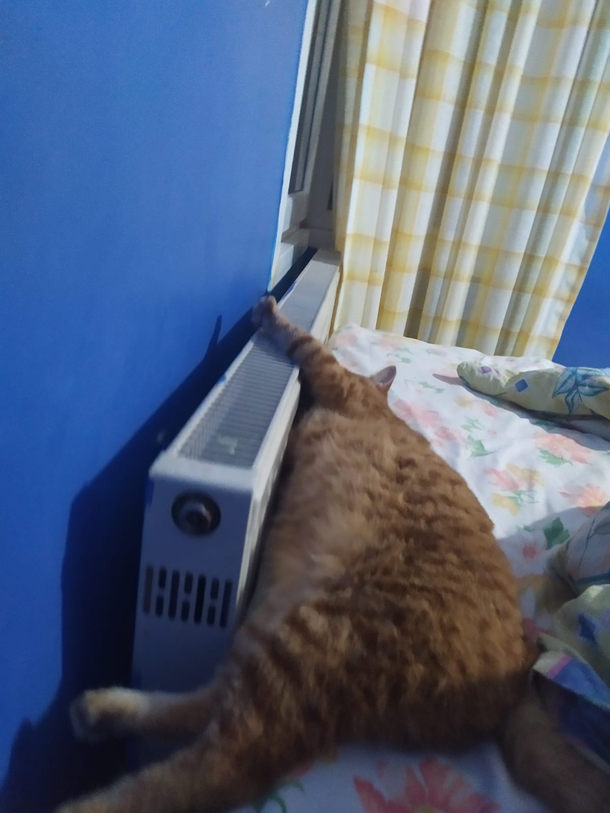 My cat meets radiator