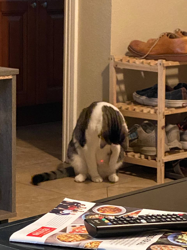 my cat meow meow