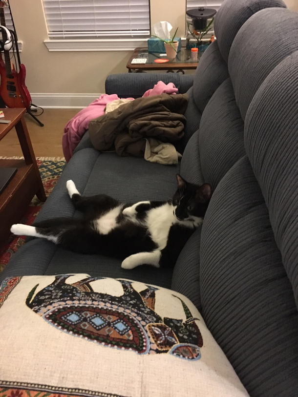 My cat needs a beer and the remote
