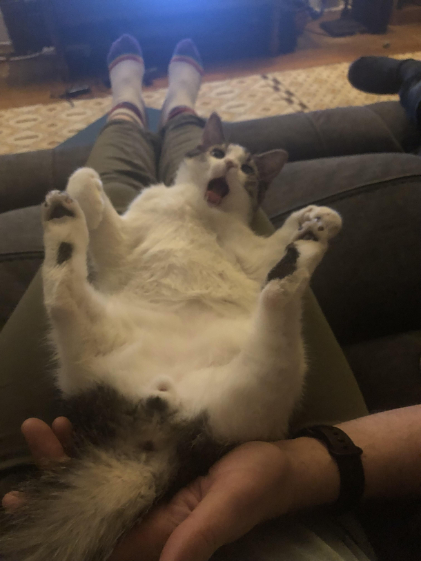 My cat never ceases to amaze me OC