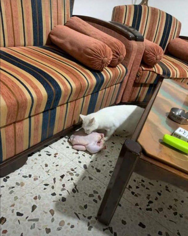 My cat occasionally visits our neighbors Today she came back with a little snack