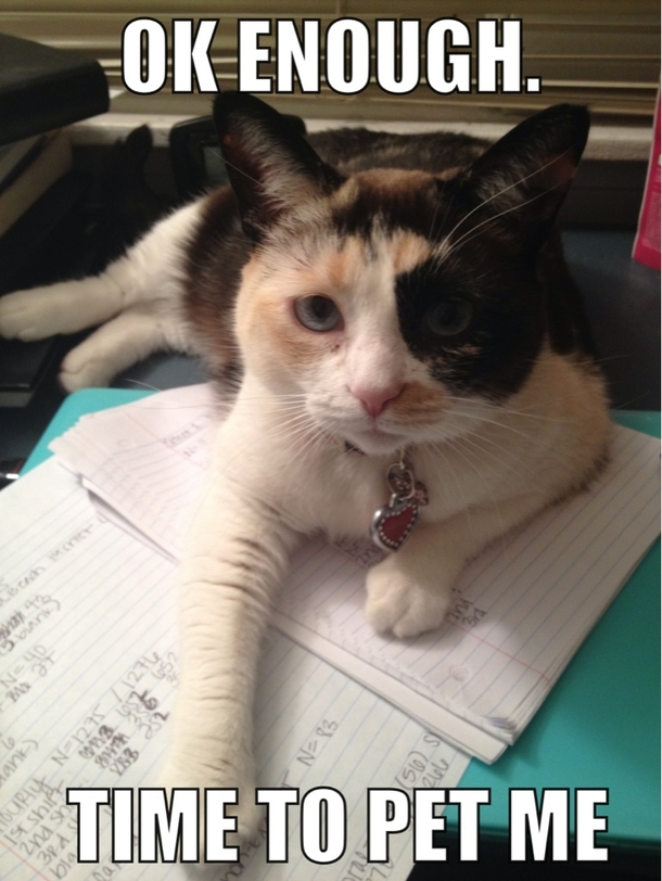 My cat only lets me do homework for short periods of time before she decides to step in