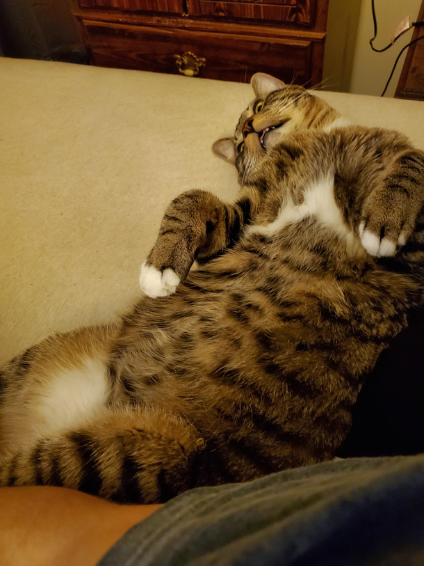 My cat only sleeps on his back is that normal