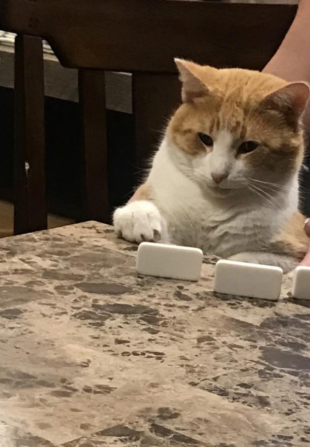 My Cat playing dominos