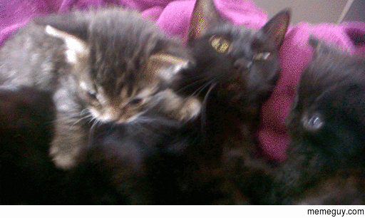 My cat realizing shes a mother
