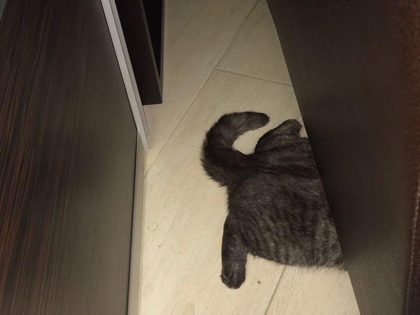 My cat really loves to play hide n seek any ways to explain it how to play correctly