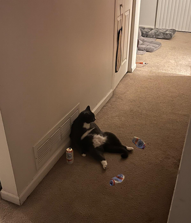 My cat rethinking his entire life over a couple seltzers