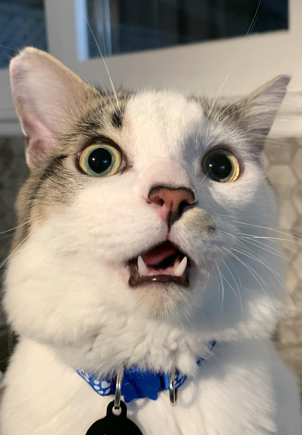 My cat saw a moth for the first time