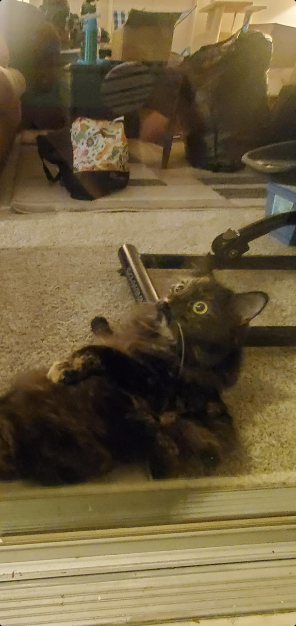My cat seeing her first fly