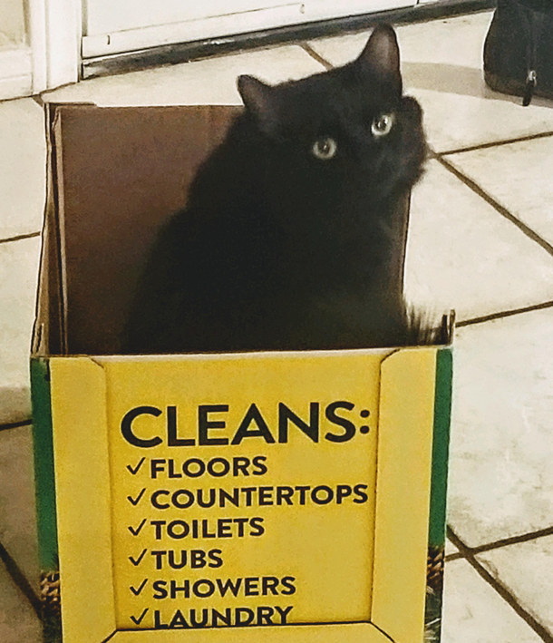 My cat sits in a box of lies
