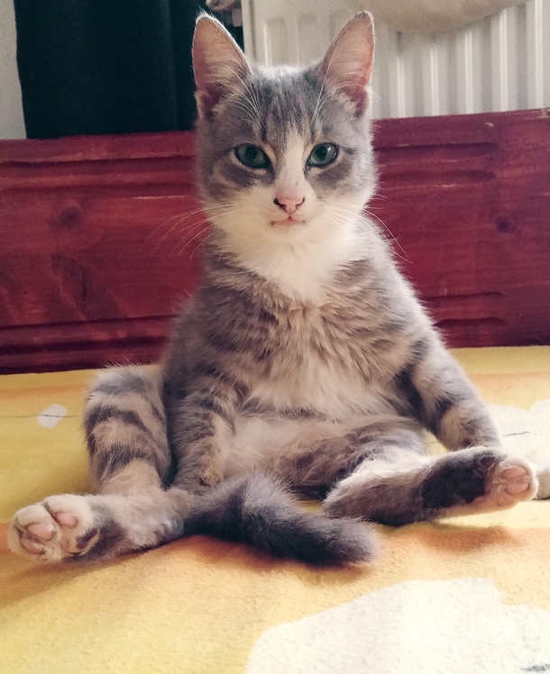 My cat sits like a human